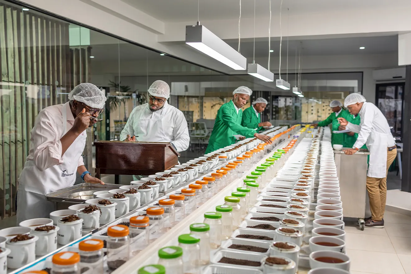 Why Kenyan Tea is the World’s Best-Kept Secret in the Global Tea Trade - Cup of Joe Ltd 4
