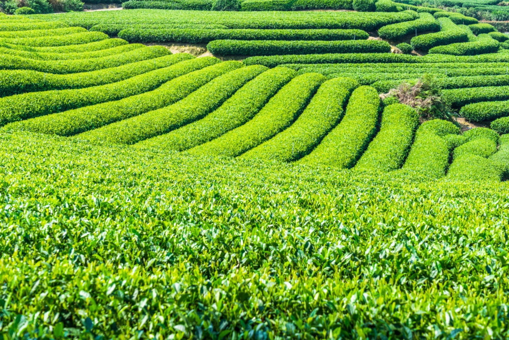 Kenyan tea farm - Cup of Joe ltd