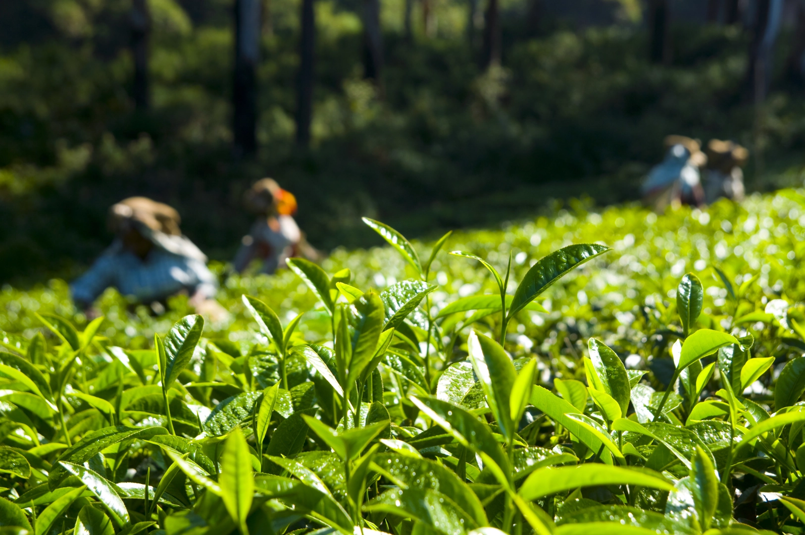 tea-pickers-working-in Kericho Kenya - Cup of Joe